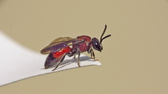 Sphecodes heraclei ignitus
