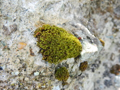 Syntrichia ruralis