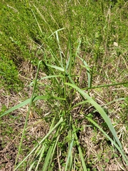 Panicum dichotomiflorum
