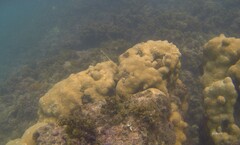 Palythoa caribaeorum