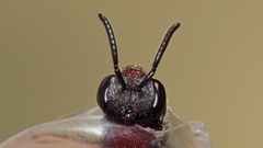 Sphecodes heraclei ignitus