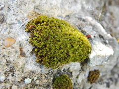 Syntrichia ruralis