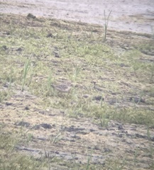 Calidris subruficollis