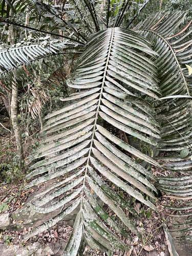 Encephalartos hildebrandtii image