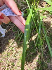 Panicum dichotomiflorum