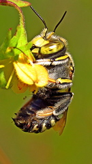 Anthidium maculifrons
