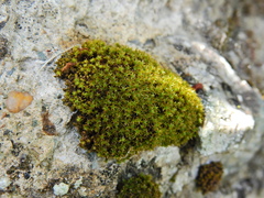 Syntrichia ruralis