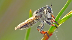 Megaphorus minutus