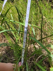 Panicum dichotomiflorum