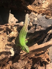 Lacerta strigata