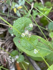 Centella eriantha