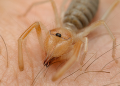 Eremobatidae