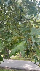 Quercus falcata