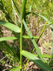 Panicum dichotomiflorum