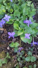 Viola hirta
