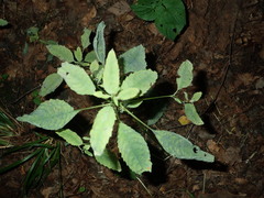 Podosphaera balsaminae