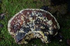 Trichoderma pulvinatum
