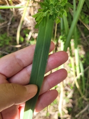 Panicum dichotomiflorum