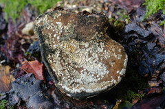 Trichoderma pulvinatum