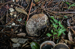 Trichoderma pulvinatum