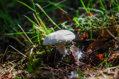 Agaricus sylvaticus