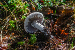 Agaricus sylvaticus