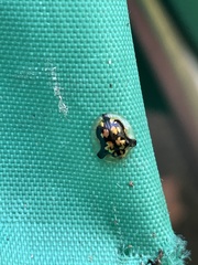 Deloyala guttata