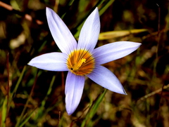 Romulea tabularis