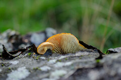 Pleuroflammula tuberculosa