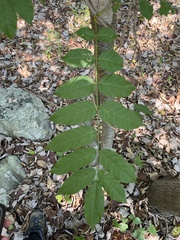 Wisteria sinensis