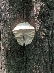 Climacodon septentrionalis