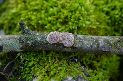 Eichleriella deglubens