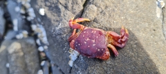 Hemigrapsus nudus