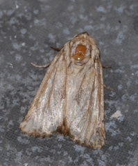 Luperina dumerilii