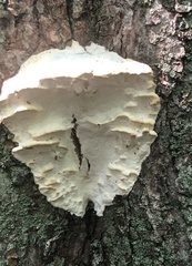 Climacodon septentrionalis