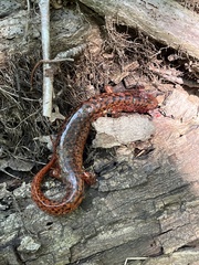 Pseudotriton ruber
