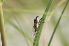 Diceroprocta viridifascia