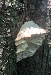 Climacodon septentrionalis