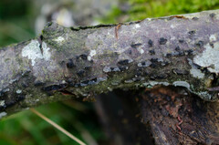Tremella globispora