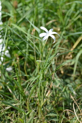 Zephyranthes chlorosolen