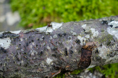 Tremella globispora
