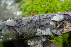 Tremella globispora