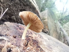 Pluteus