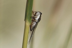 Diceroprocta viridifascia