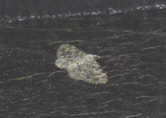 Eupithecia semigraphata