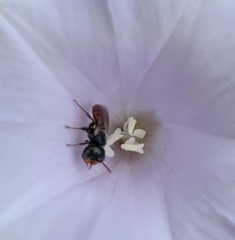 Macrotera latior