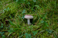 Russula nauseosa