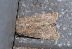 Luperina dumerilii
