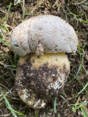 Caloboletus radicans