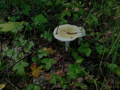 Amanita phalloides